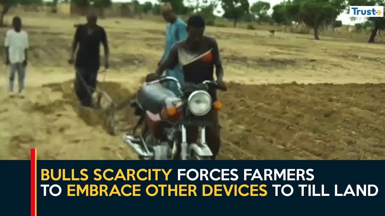 Katsina insecurity: Bulls scarcity forces farmers to embrace other devices to till land