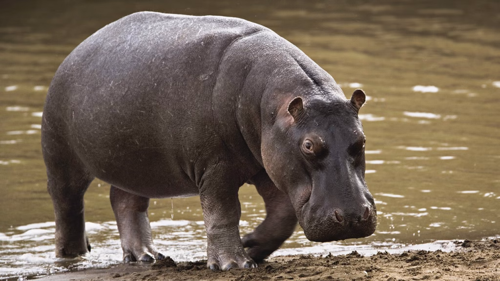 Hippo Kills One, Terrorises Adamawa Communities