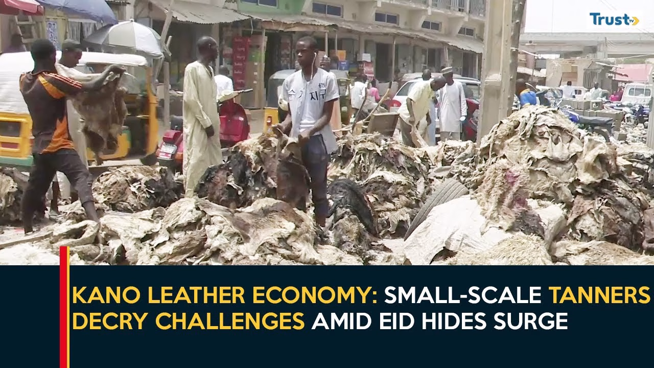 Kano Leather Economy: Small-scale tanners decry challenges amid Eid hides surge