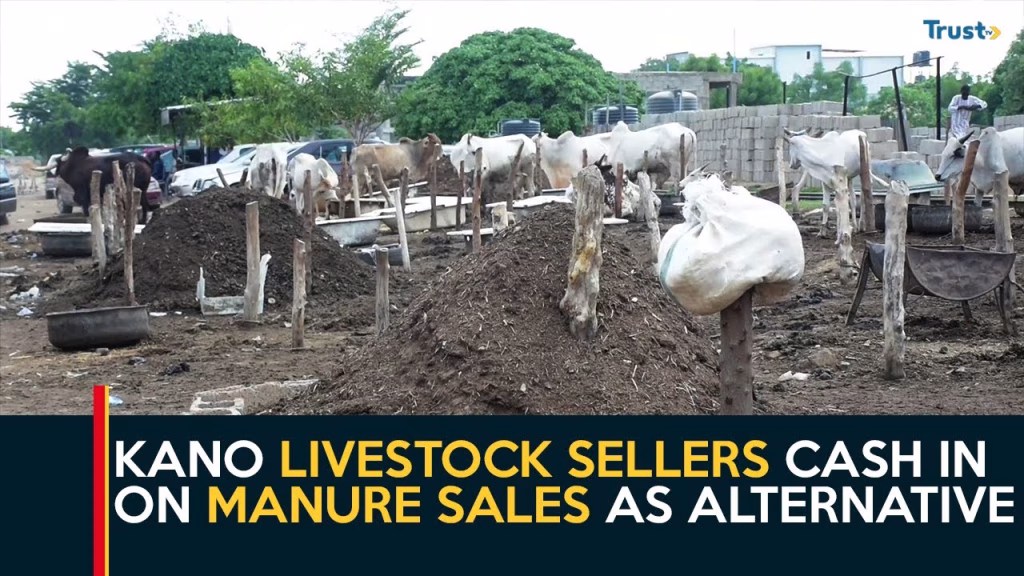 Kano livestock sellers cash in on manure sales as alternative