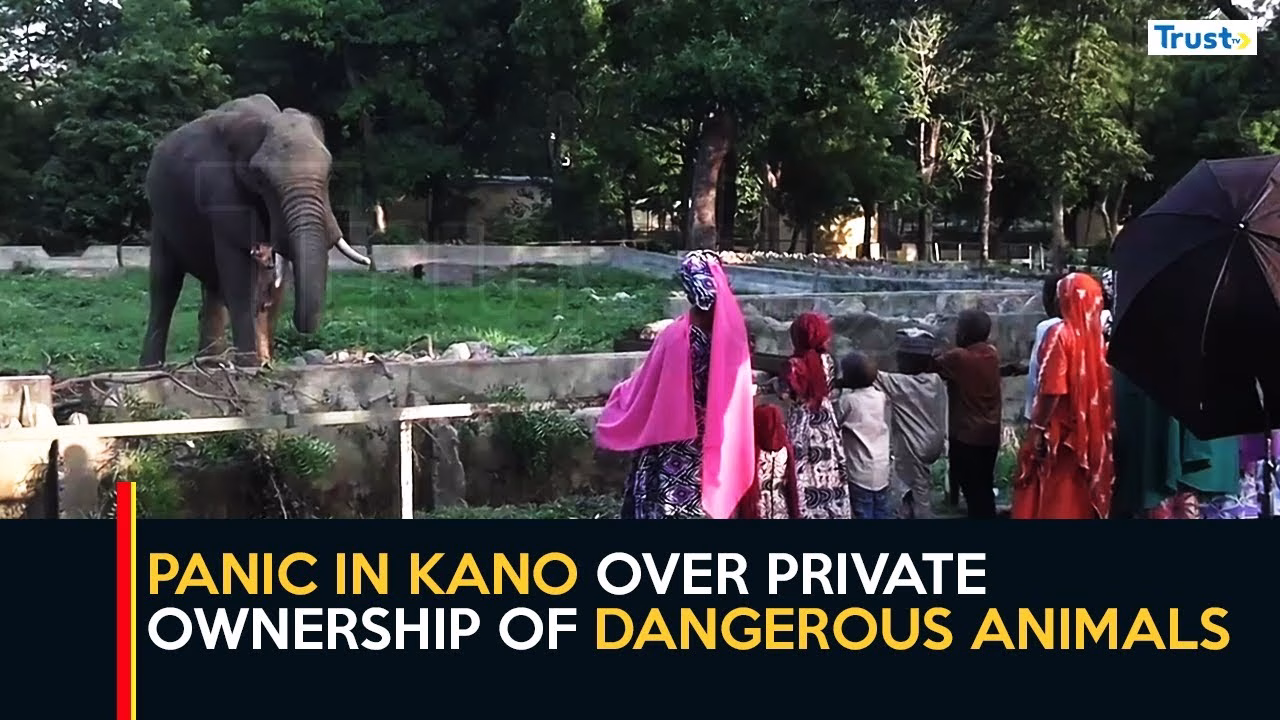 Alleged Python Escape: Panic, concerns in Kano over private ownership of exotic, dangerous animals