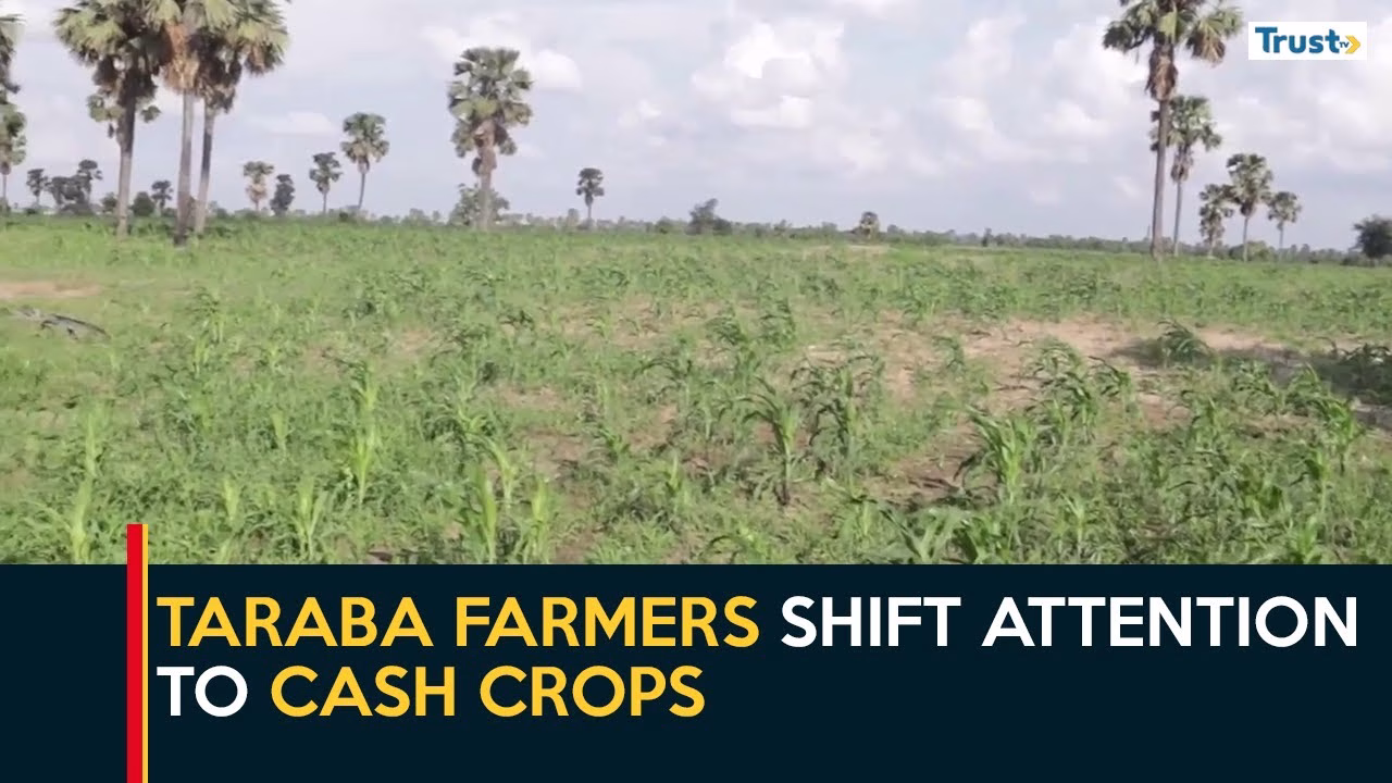 Falling Price Of Grains: Taraba farmers shift attention to cash crops