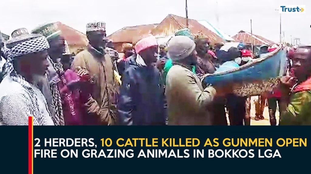 Plateau Insecurity: 2 herders, 10 cattle killed as gunmen open fire on grazing animals in Bokkos LGA