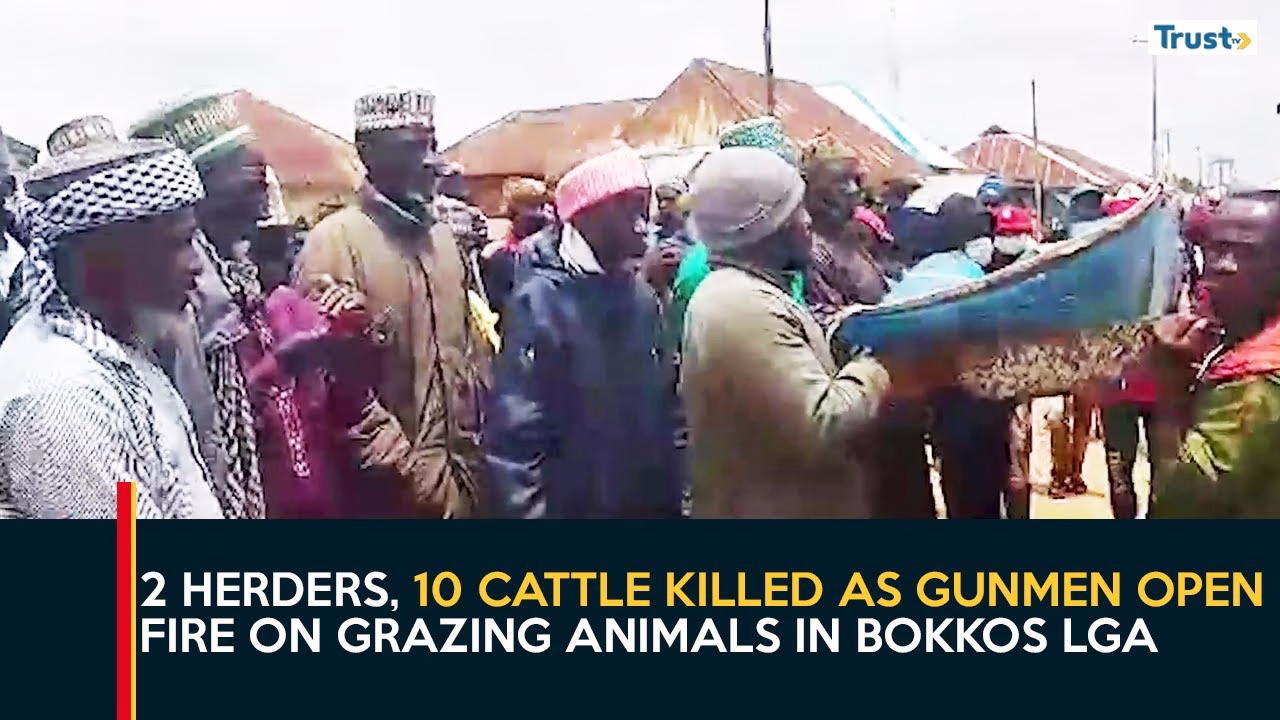 Plateau Insecurity: 2 herders, 10 cattle killed as gunmen open fire on grazing animals in Bokkos LGA