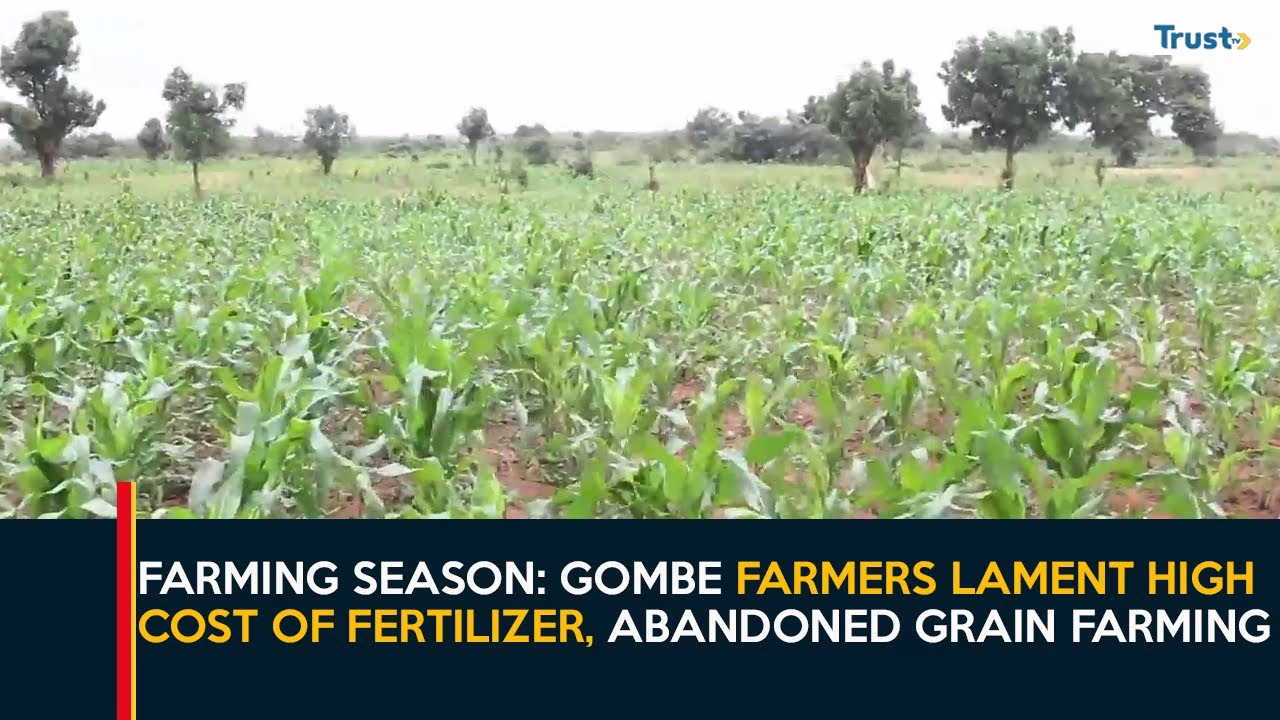 Farming Season: Gombe farmers lament high cost of fertilizer, abandoned grain farming
