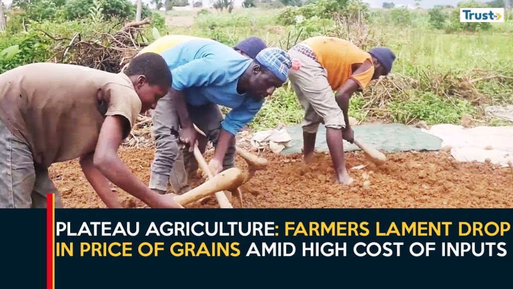 Plateau Agriculture: Farmers lament drop in price of grains amid high cost of inputs