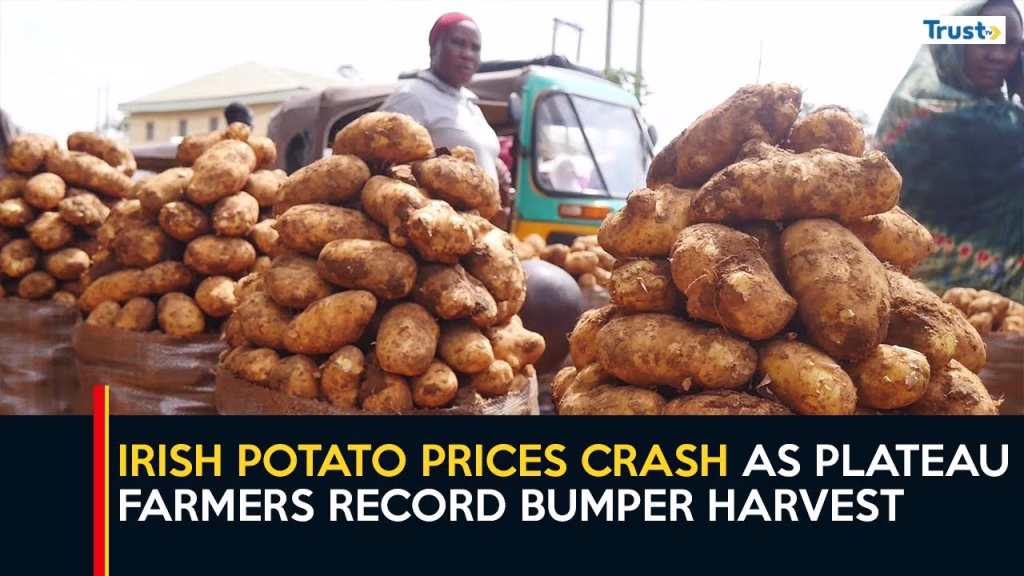 Irish potato prices crash as Plateau farmers record bumper harvest