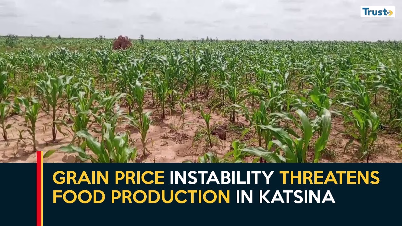 Katsina Agriculture: Grain price instability threatens food production in Katsina