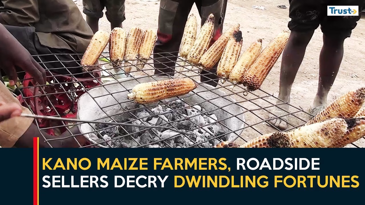 Worsening Economic Challenges: Kano maize farmers, roadside sellers decry dwindling fortunes