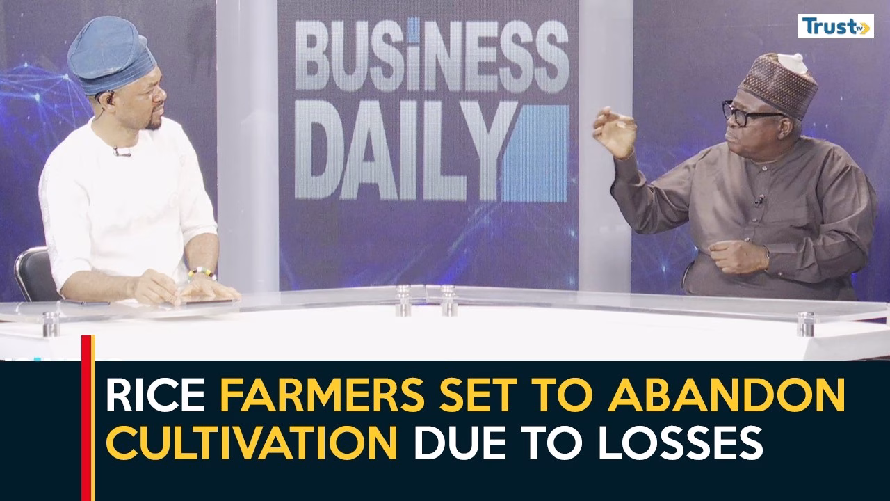 Rice farmers set to abandon cultivation due to losses | Business Daily