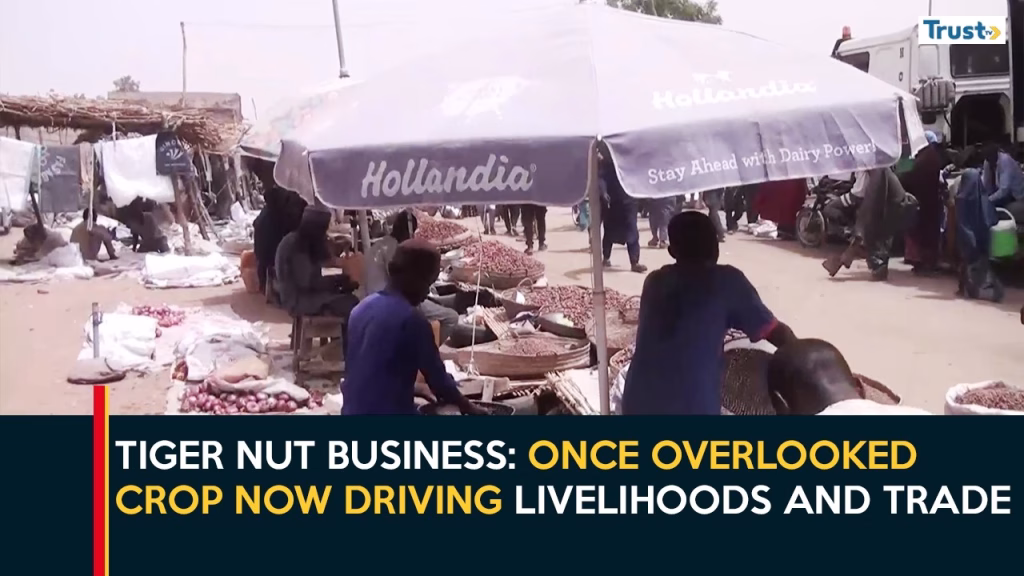 Tiger Nut Business: Once Overlooked Crop Now Driving Livelihoods And Trade