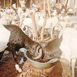 Eid-el Kabir: Borno ram dealers count losses