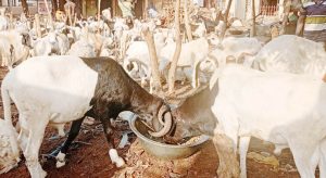 Eid-el Kabir: Borno ram dealers count losses