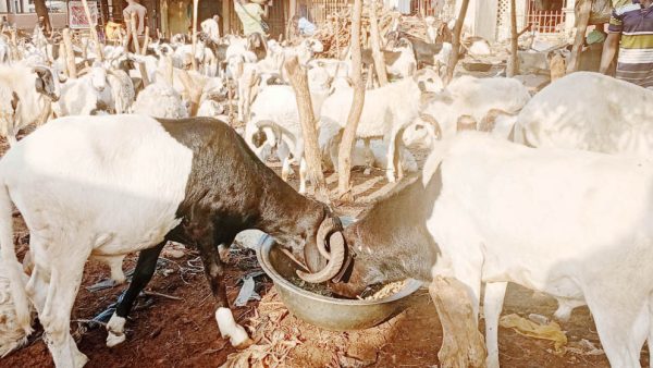 Eid-el Kabir: Borno ram dealers count losses