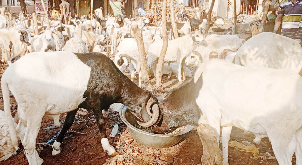 Eid-el Kabir: Borno ram dealers count losses